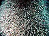 Tubeworms covering a chimney named Zooarium.