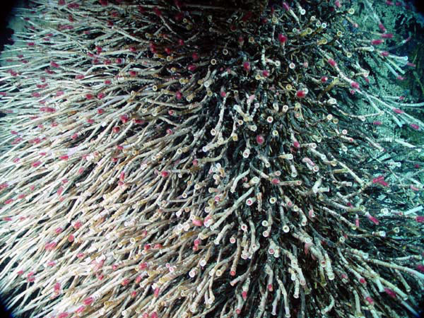 Tubeworms covering Zooarium, a lower temperature sulfide chimney