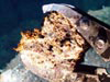 Chimney sample embedded with "fossilized" tubeworms.