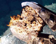 Inactive chimney sample embedded with Fossilized tubeworms