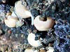 Buccionid whelks and other invertebrates.