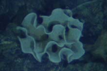 Deep sea protozoan