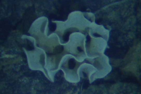 Deep Sea Protozoan
