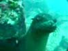 A video of a brief encounter with a Galapagos sea lion