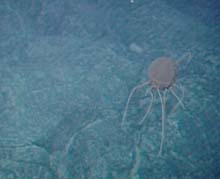 A jelly fish found on the Galapagos Rift
