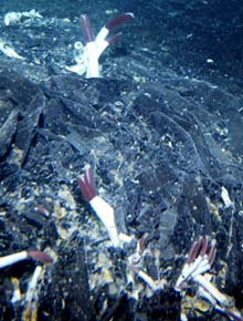 Tubeworms at the Rose Bud site