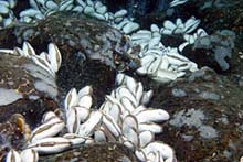 Large clams and a small clump of mussels