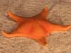 Bright orange sea star. 