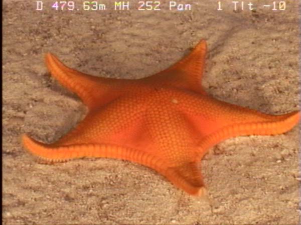 Bright orange seastar