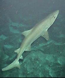 Smalltooth sandtiger shark