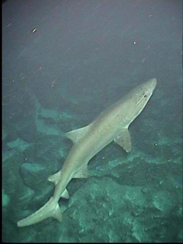 Smalltooth sandtiger shark