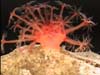 A toadstool soft coral. 