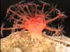 A toadstool soft coral.