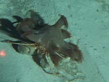 Hermit crab with a cnidarian on its back