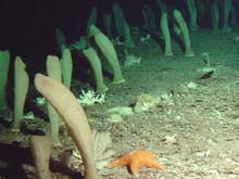 Field of sponges