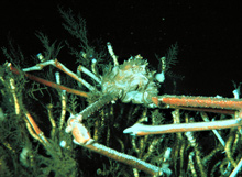 a large spider crab crawling over a group of tubeworms