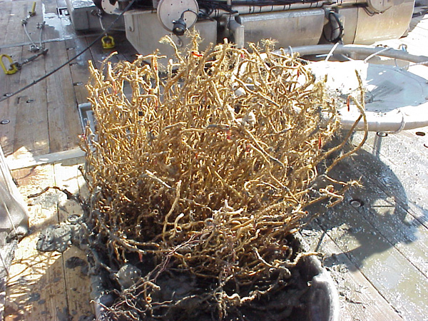 tubeworm bush on deck looking like a bunch of sticks