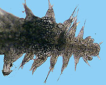 larva of an unidentified polychaete worm