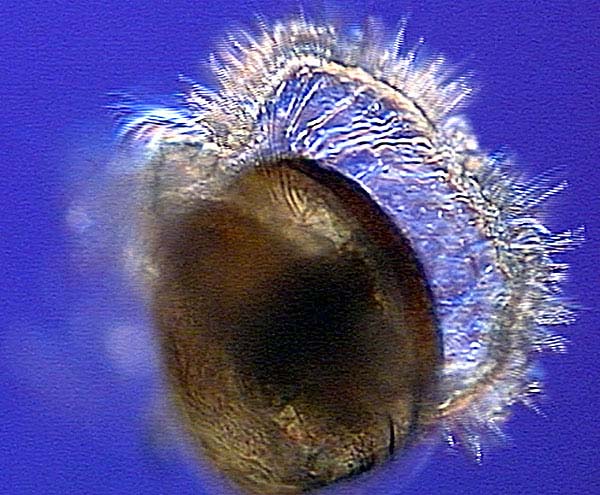 A larval mussel
