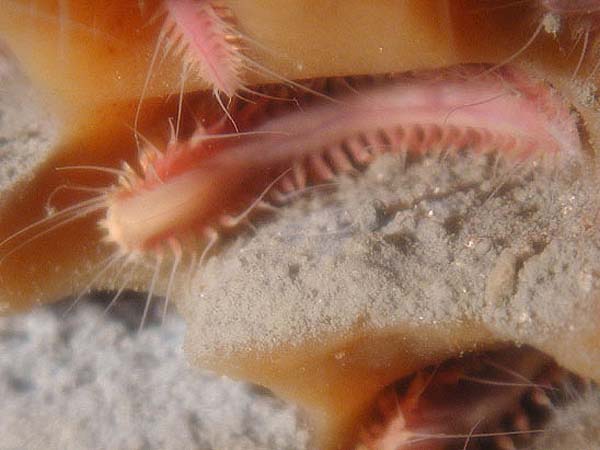 tiny worms that live in each of the tiny burrows