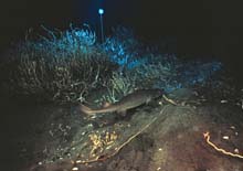 shark swimming among the tubeworms