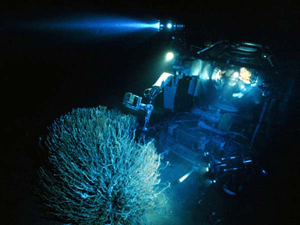 Johnson Sea-Link working on a bush of tubeworms