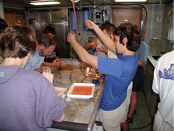 Freshly collected tubeworms were dissected for various experiments