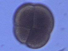 four-cell embryos of the tubeworm Lamellibrachia luymesi.