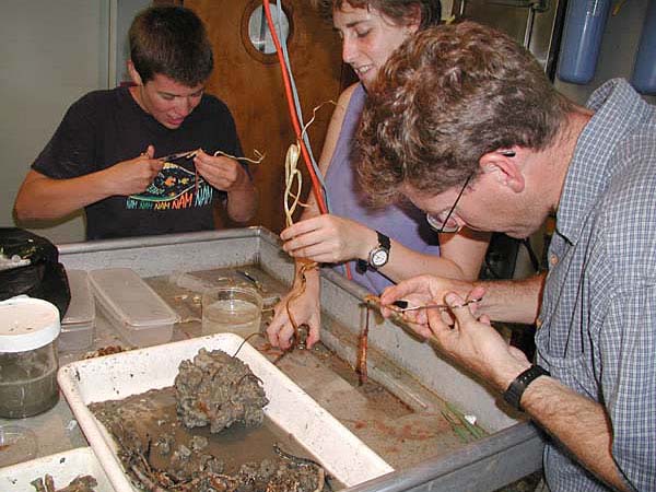 Scientists removing tubeworms from their stiff tubes