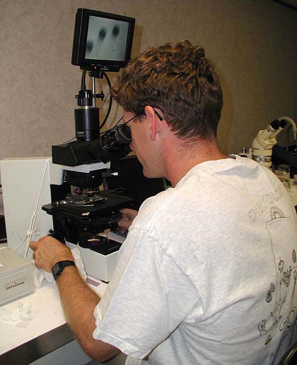 Dr. Bruno Pernet examining tubeworm embryos