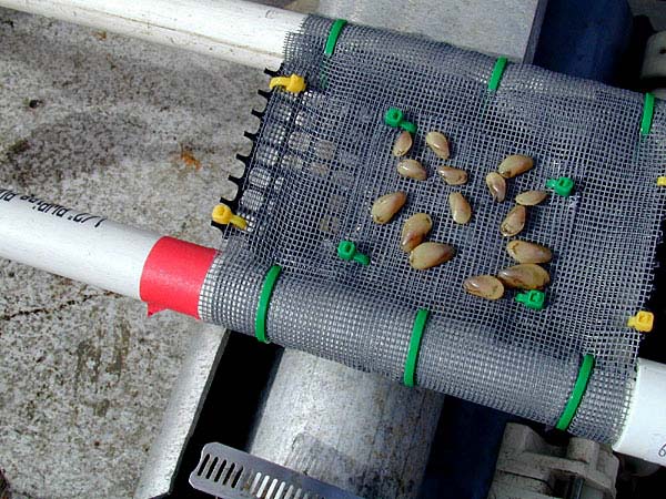 Baby mussels glued to window screen mesh