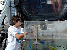 mussel predation trays into the Biobox on the Johnson-Sea-Link submersible