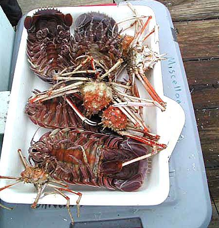 giant isopods and Rochina crabs