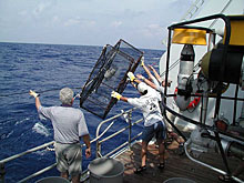 ship crew lifts a trap on board