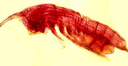 harpacticoid copepod