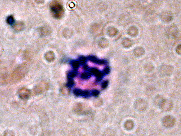 Chromosomes of Lamellibrachia luymesi 