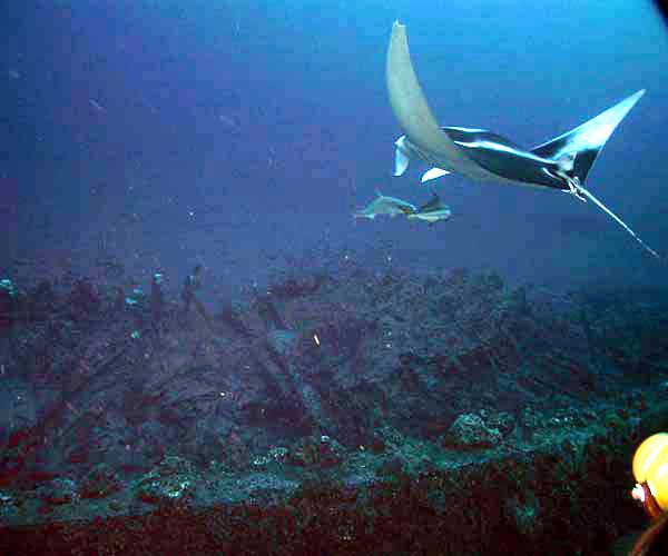 manta ray over wreck
