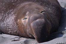 Male elephant seals