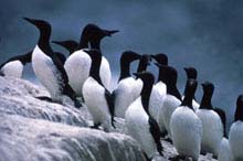 Murres Murres