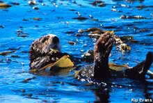 Sea Otters Sea Otters