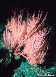Red Gorgonian Red Gorgonian
