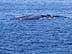 Whale