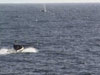 A launch speeds toward surfacing humpbacks