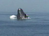 Breaching humpback. 