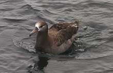 Blackfooted albatross