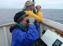 Looking for seabirds