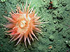 A deep-water anemone.