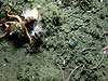 Brittlestars