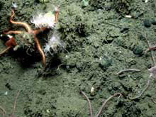 Brittlestars on substrate