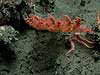 a tall deep-water gorgonian coral